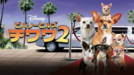 thumbnail - ビバリーヒルズ・チワワ2
