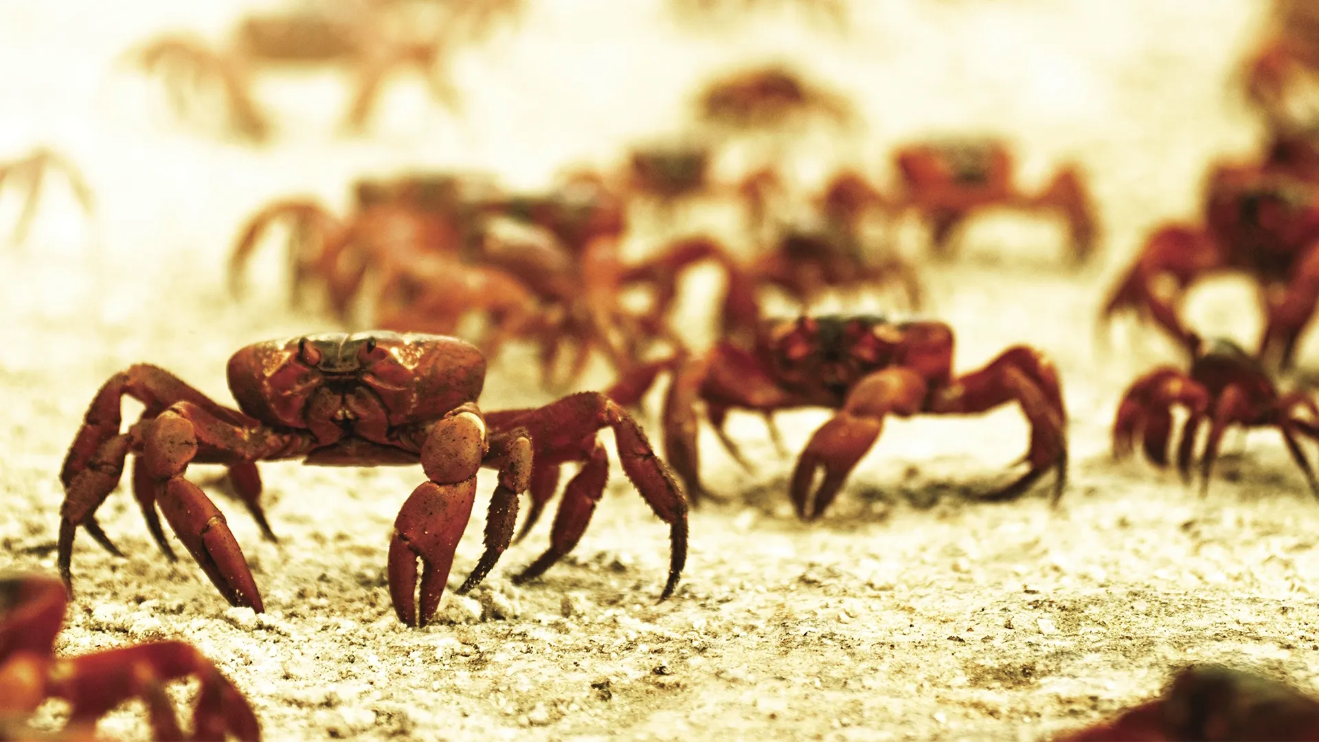 thumbnail - S1:E2 Need to Breed