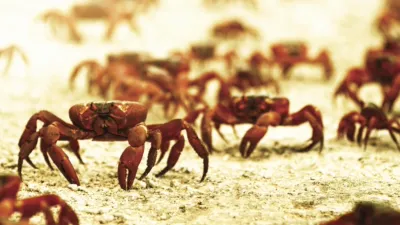 thumbnail - S1:E2 Need to Breed