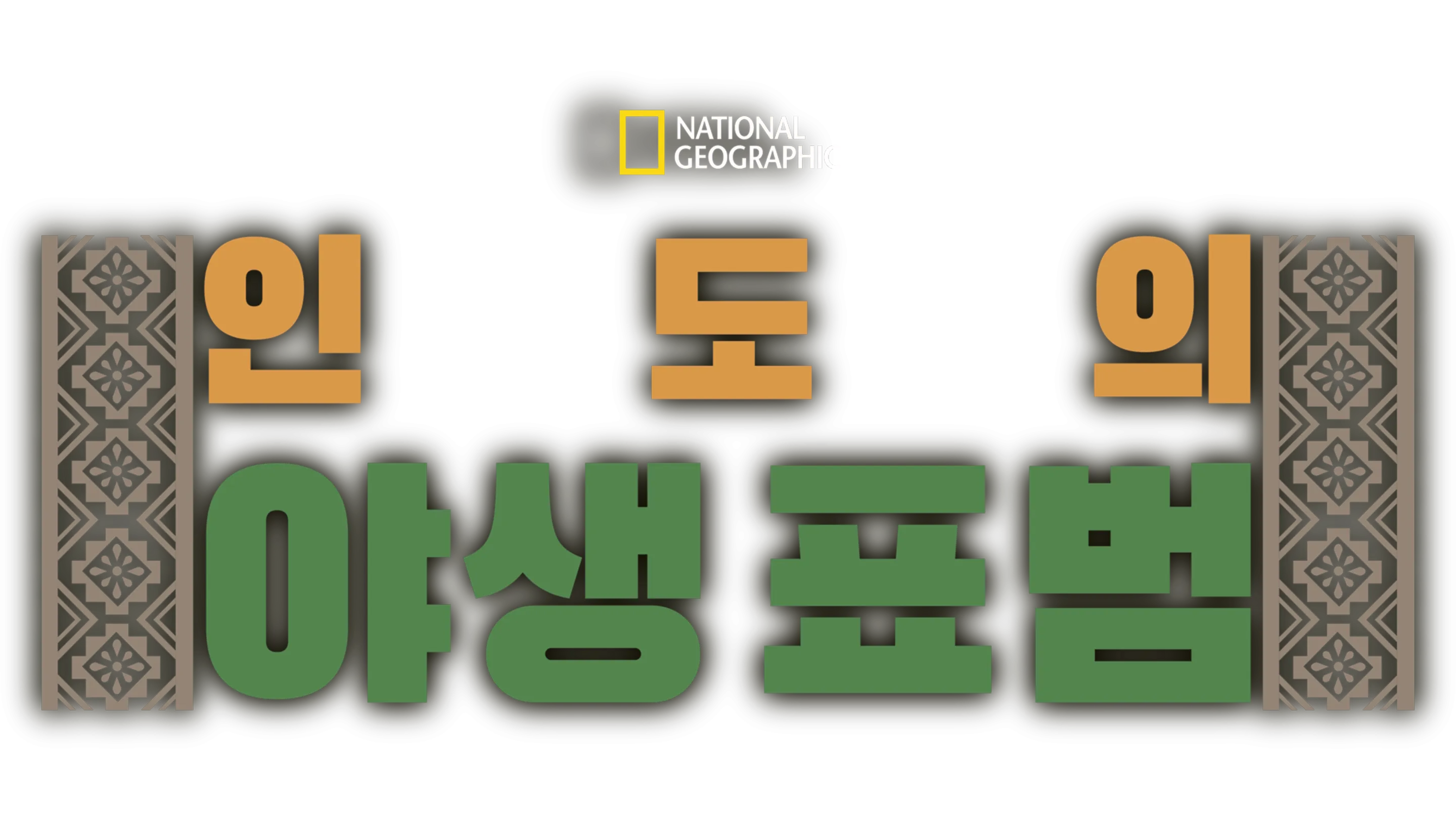 인도의 야생 표범