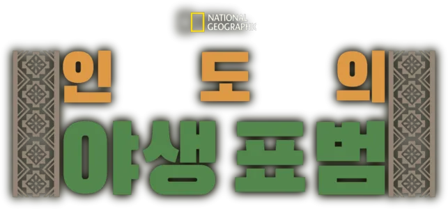 인도의 야생 표범