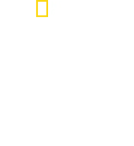 鲨鱼进食秀