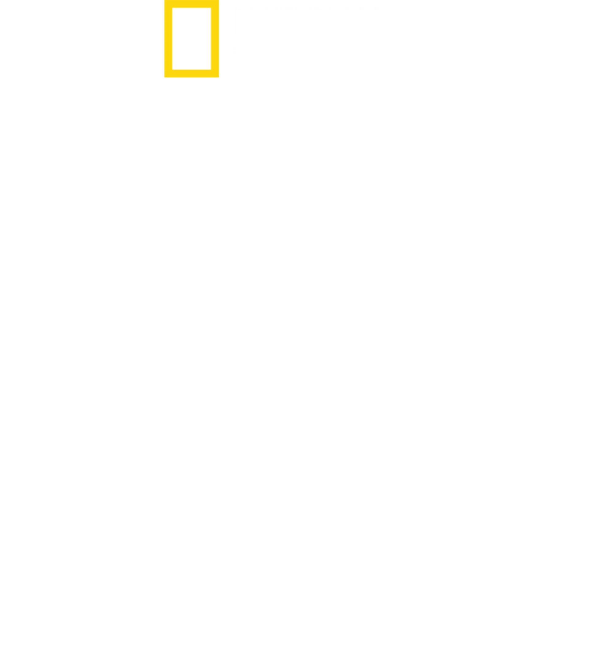 鲨鱼进食秀