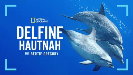 thumbnail - Delfine hautnah mit Bertie Gregory