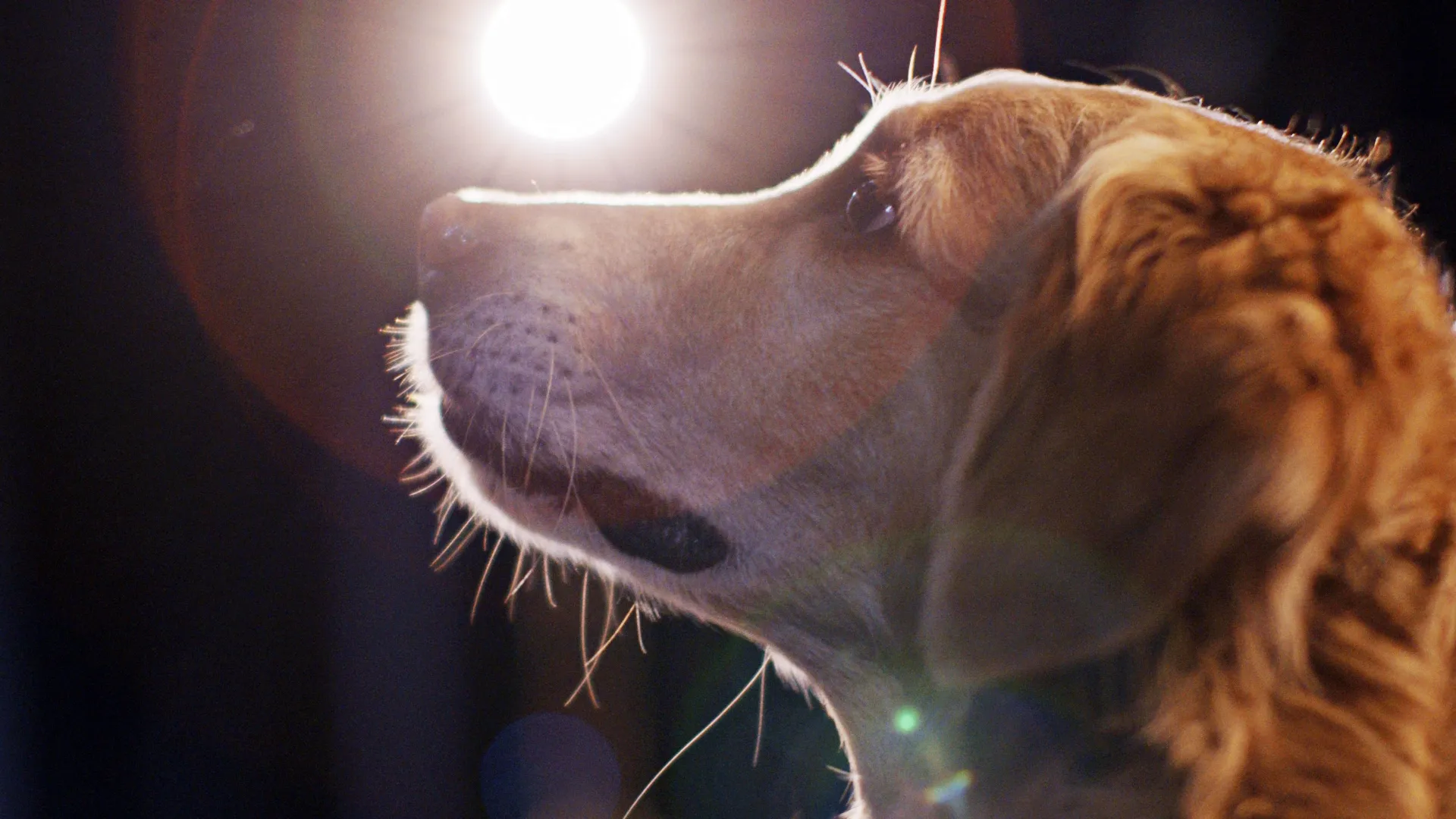 thumbnail - S1:E5 Pawsitive Reinforcement
