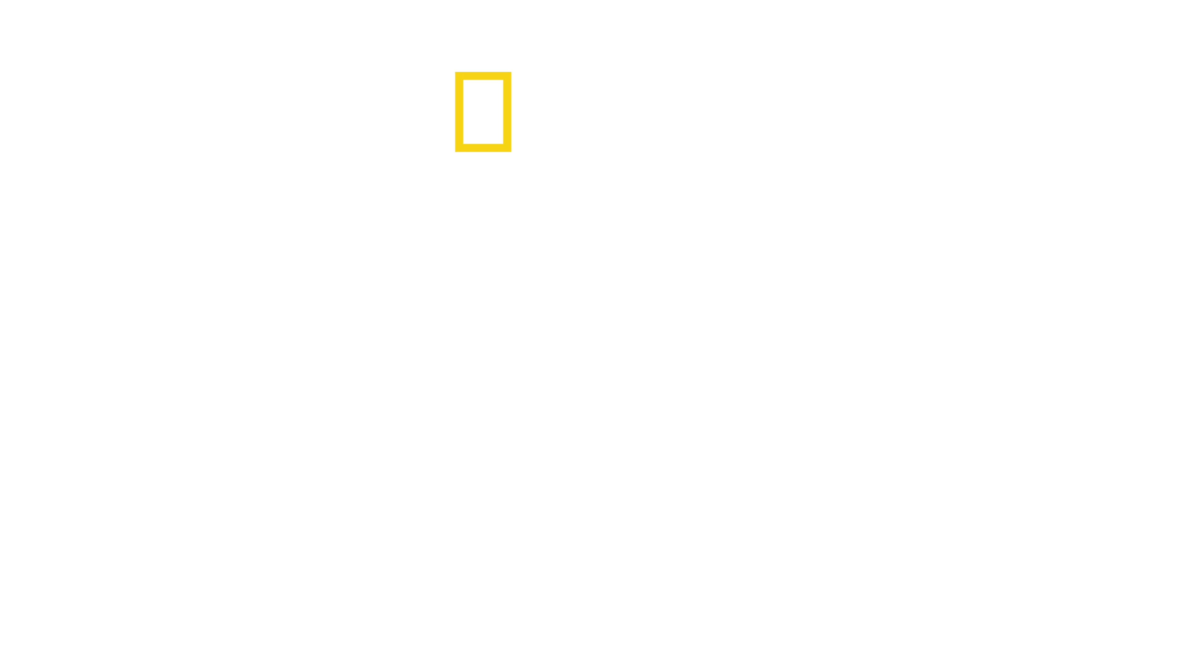O Grande Tubarão-Martelo