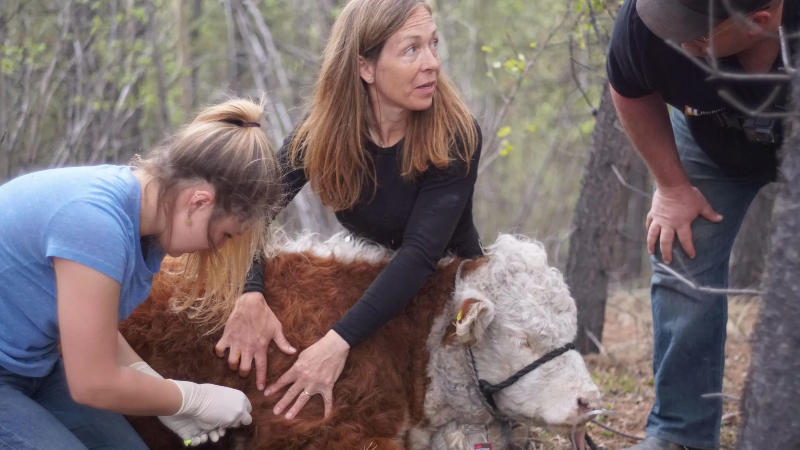 thumbnail - S6:E5 Wild Cow Chase