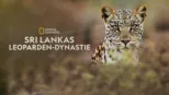 thumbnail - Sri Lankas Leoparden-Dynastie