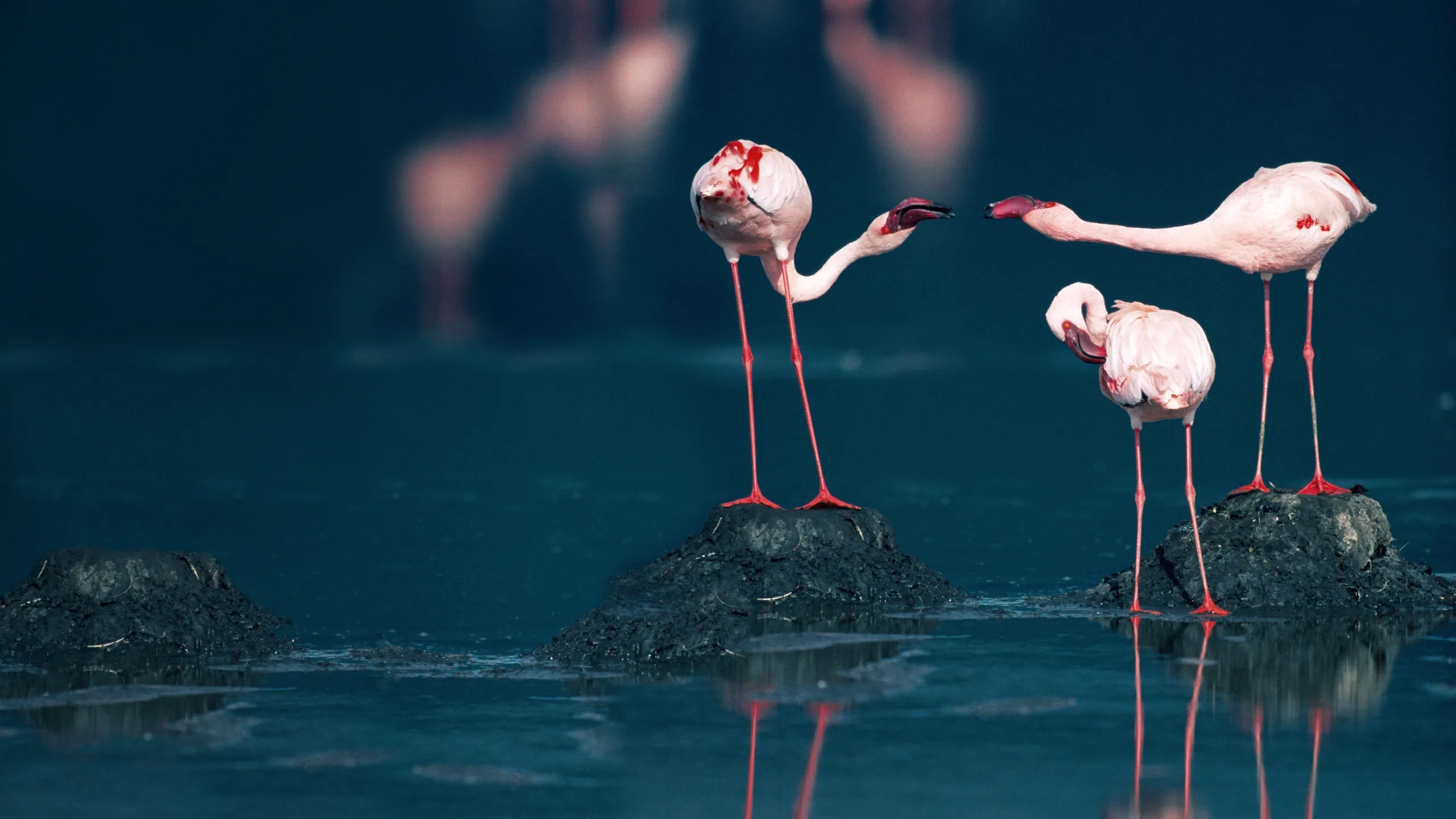 Disneynature: El misterio de los flamencos