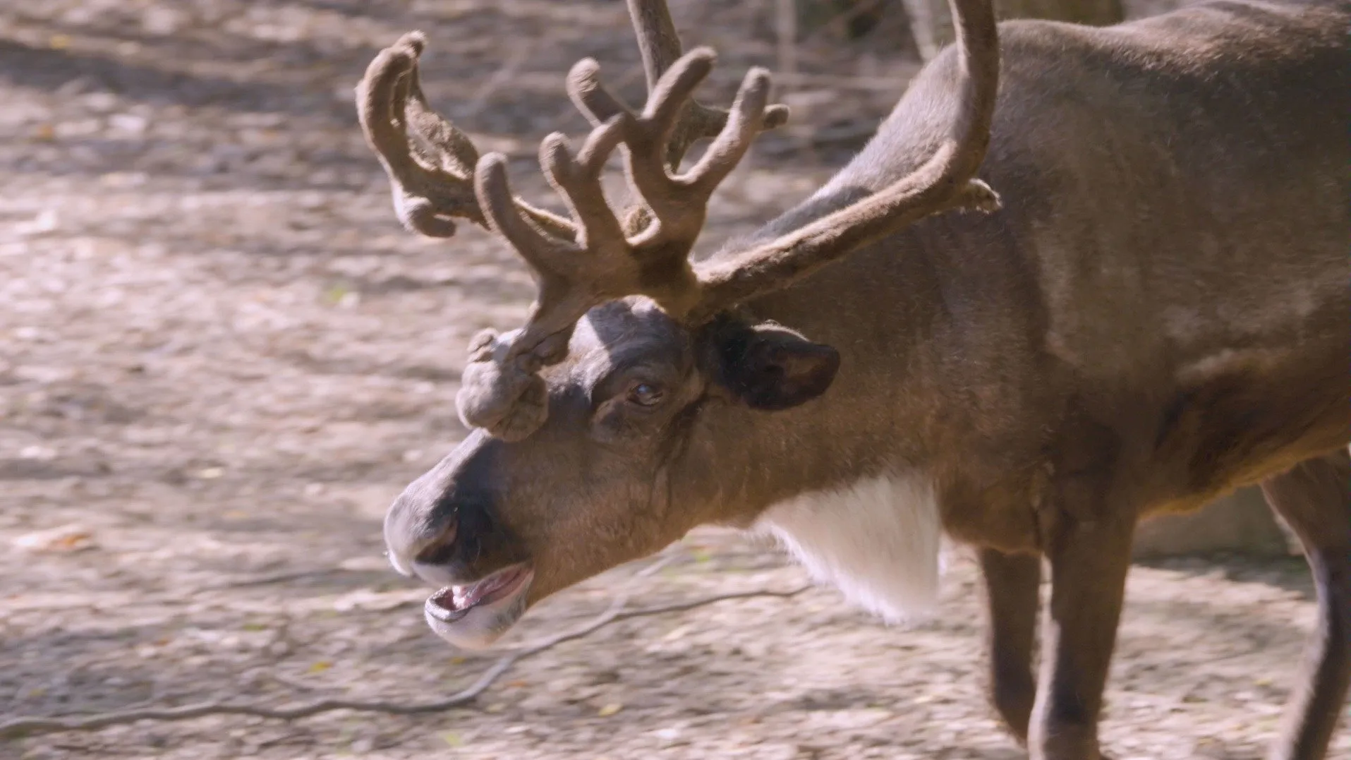 thumbnail - S5:E2 Reindeer Pedicure