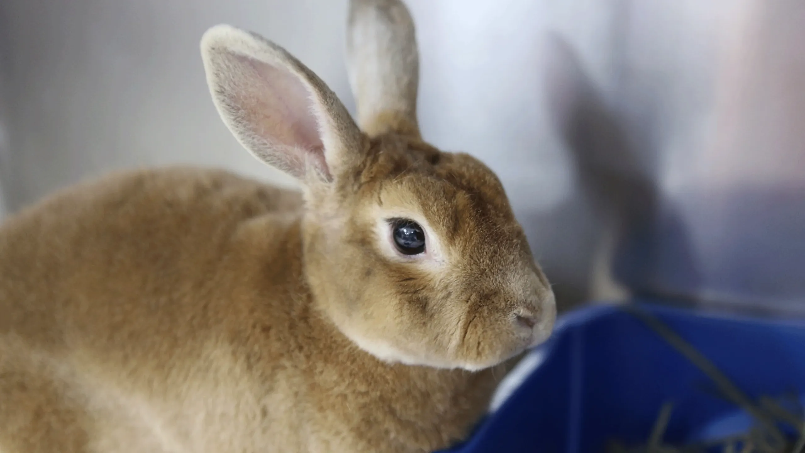 thumbnail - S8:E2 Some Bunny To Love