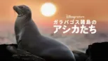 thumbnail - ガラパゴス諸島のアシカたち