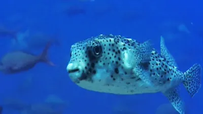 thumbnail - S1:E5 A Puffed Up... Porcupine