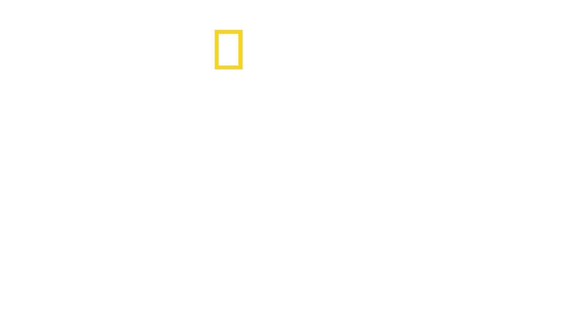 Trädklättrande lejon