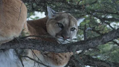 thumbnail - S10:E10 Mountain Strong