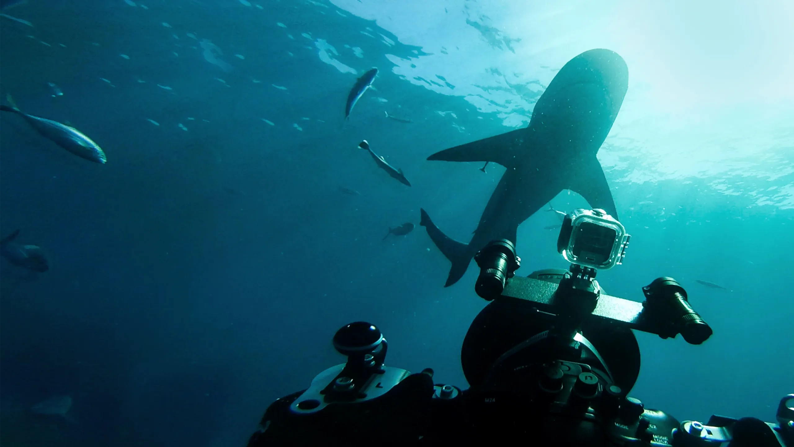 World's Biggest Bullshark