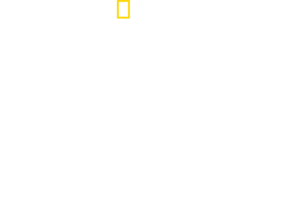 世上最大大白鯊