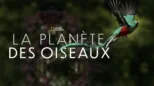 thumbnail - La planète des oiseaux