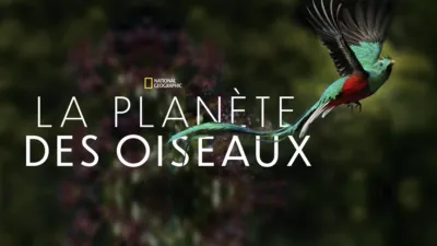 La planète des oiseaux