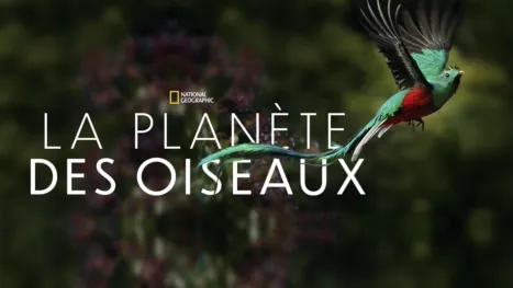 thumbnail - La planète des oiseaux