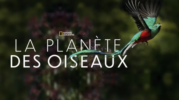 thumbnail - La planète des oiseaux
