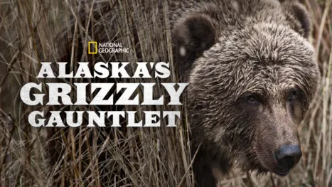 thumbnail - Alaska's Grizzly Gauntlet