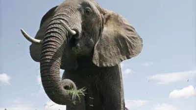 thumbnail - S1:E2 Bandit, Max, and George