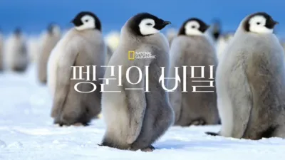 펭귄의 비밀