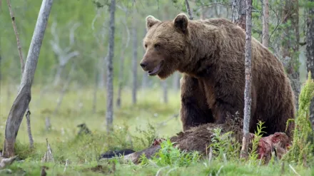 Wild Lapland