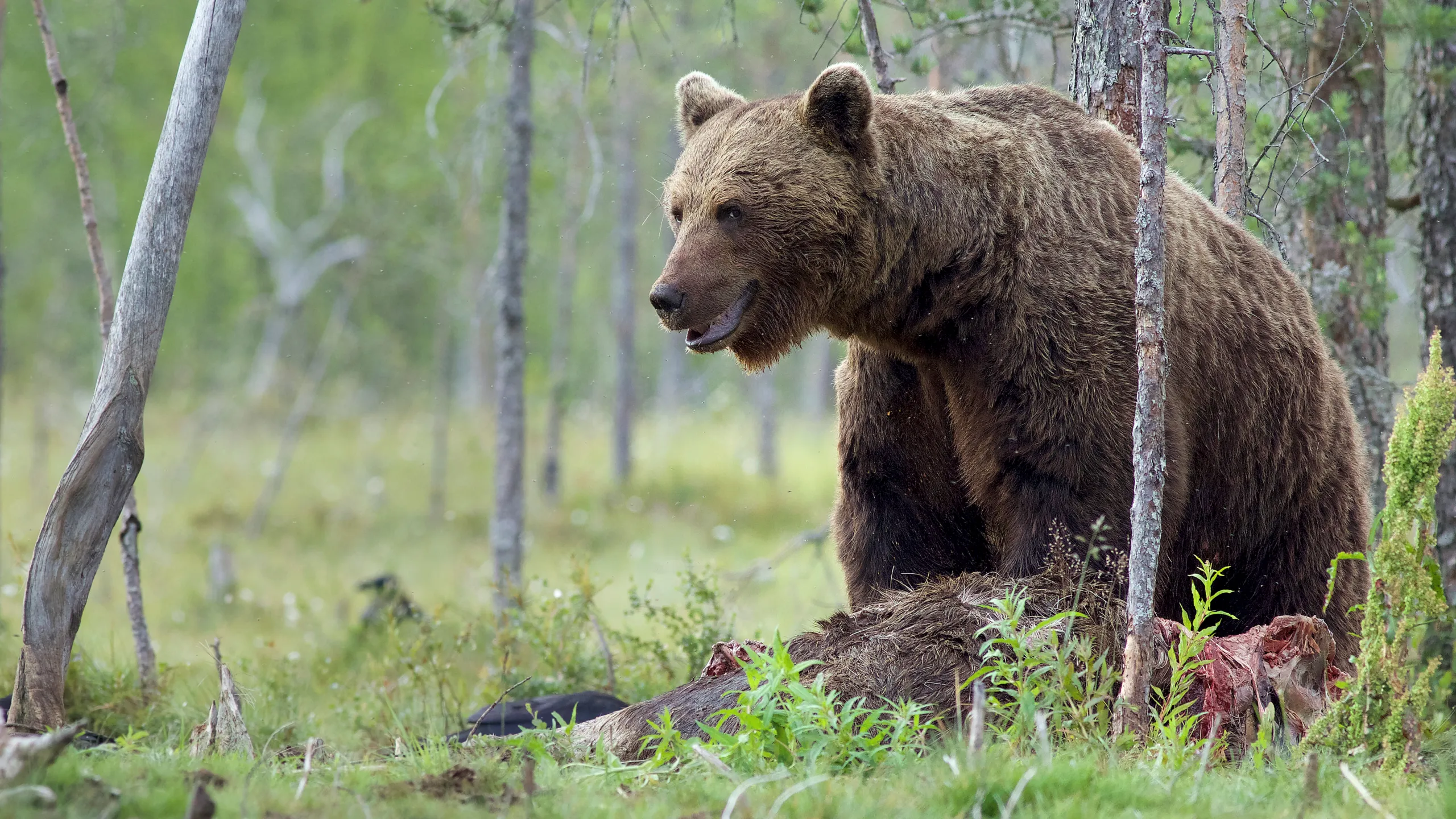 Wild Lapland