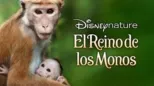 thumbnail - El reino de los monos