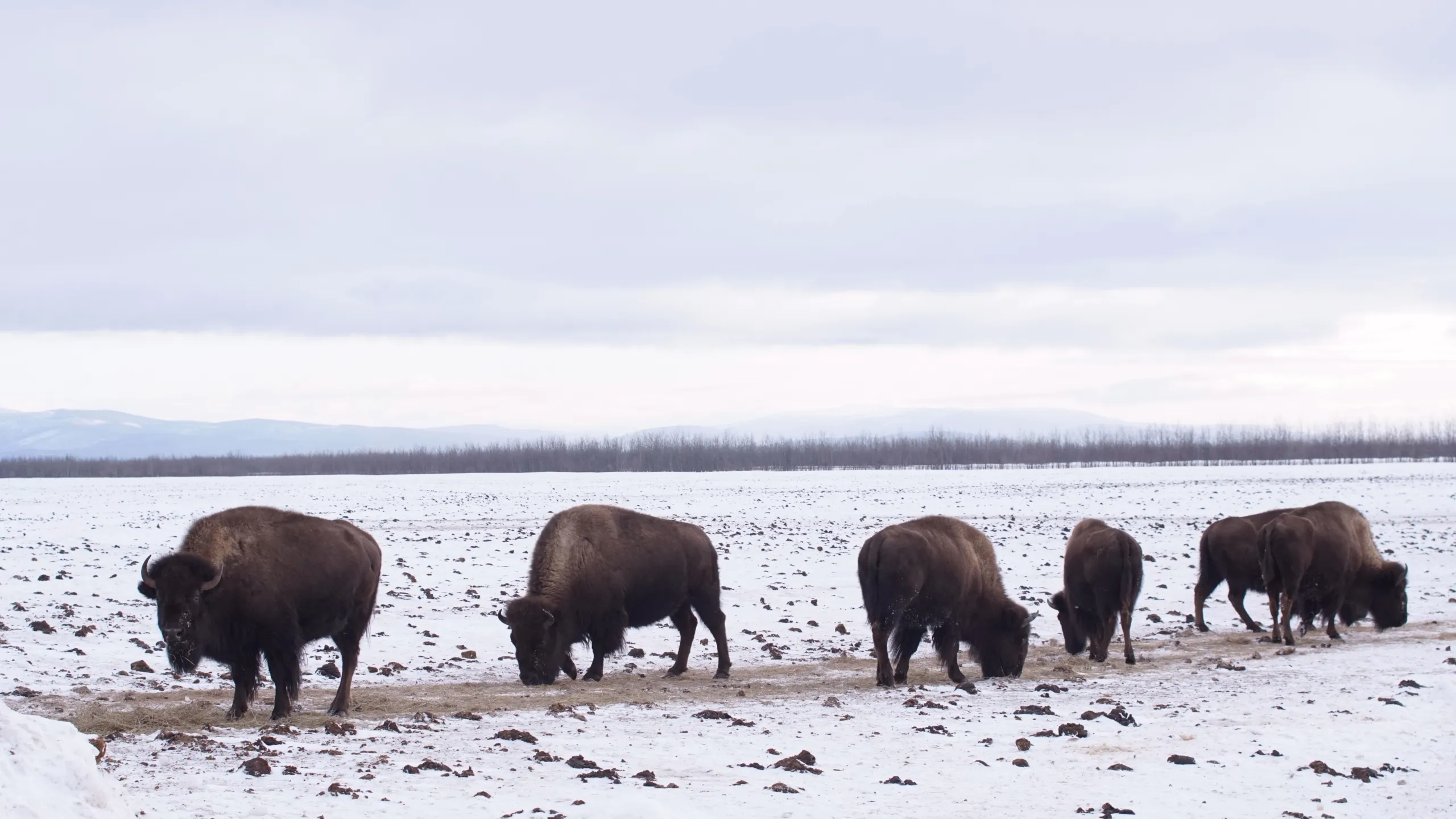 thumbnail - S6:E2 Bison Business