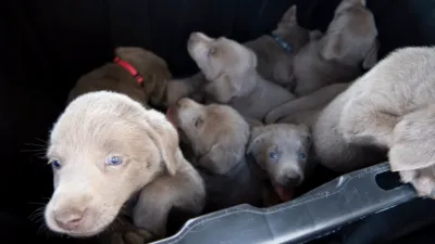 thumbnail - S24:E5 The Plot Chickens