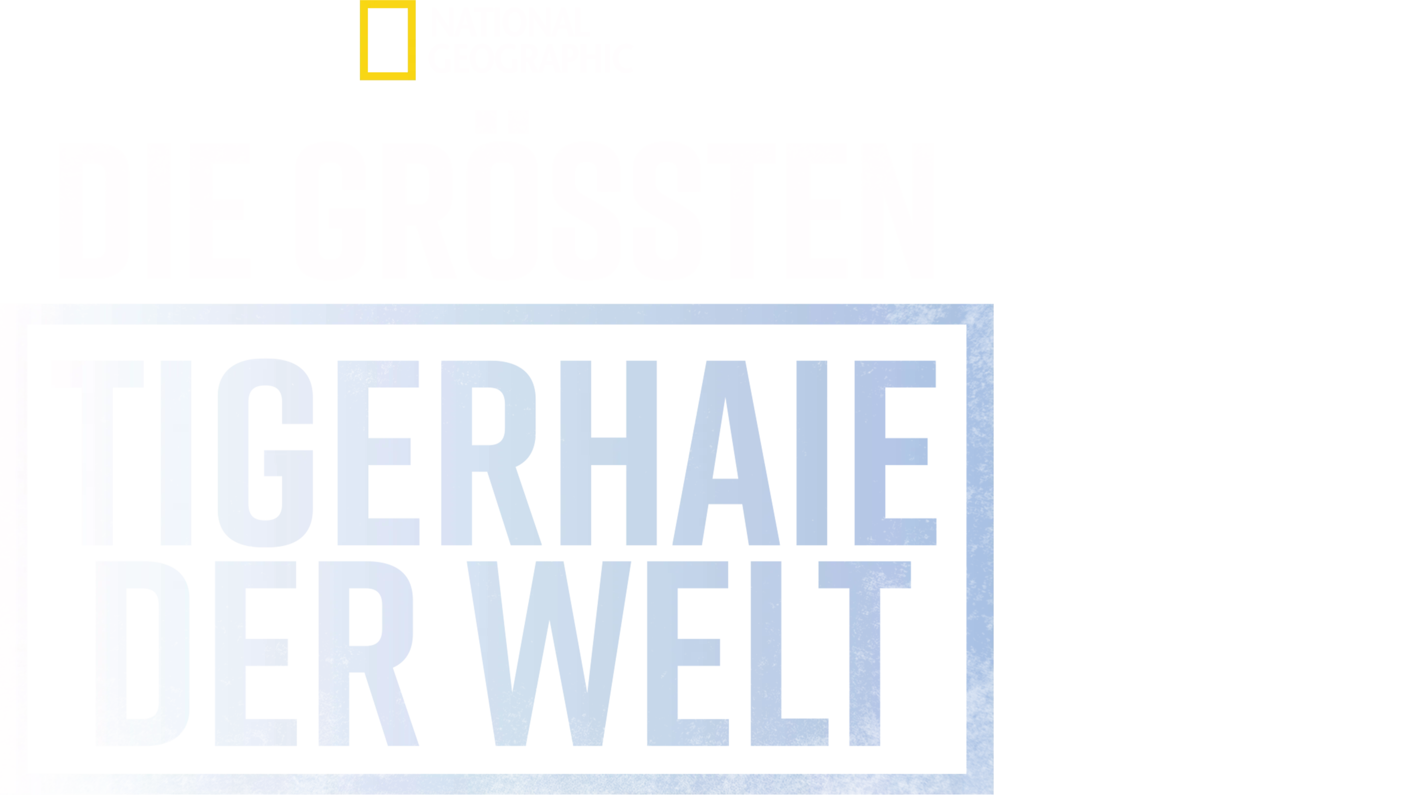 Die größten Tigerhaie der Welt