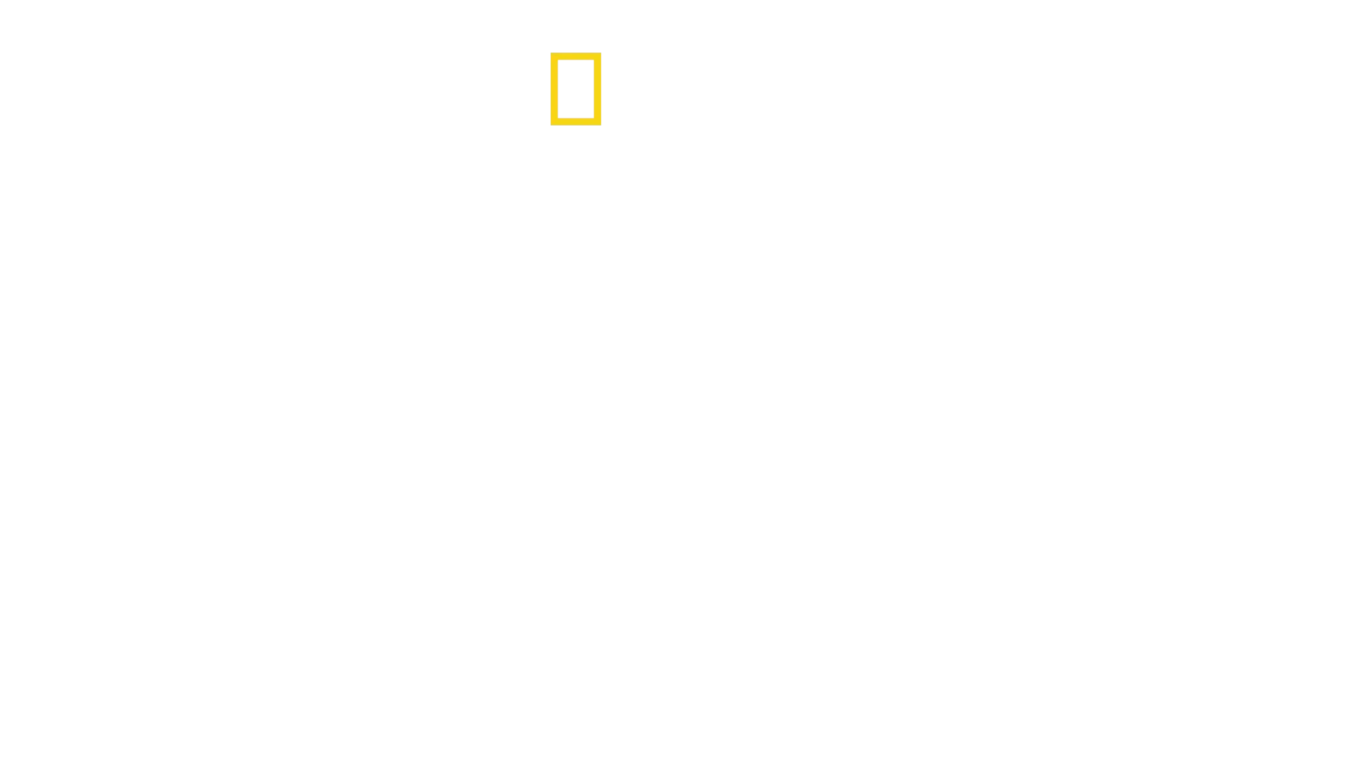 Hvithai på jakt