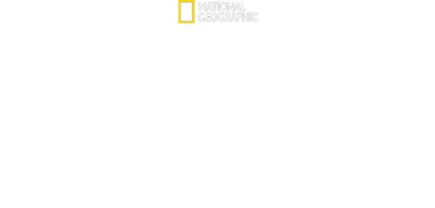 Hvithai på jakt