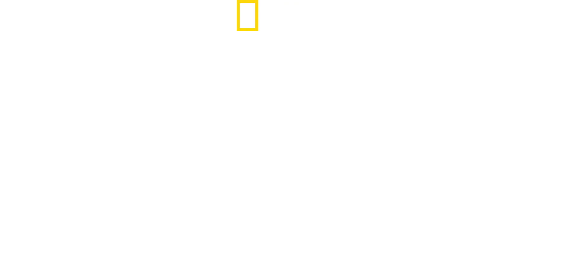 Hvithai på jakt