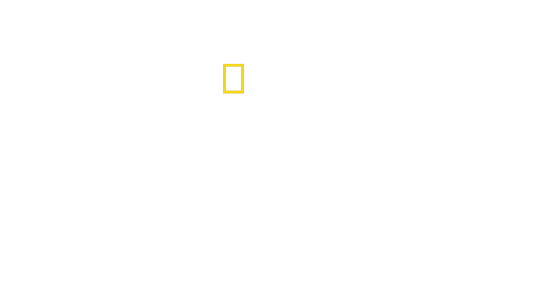 Djurens kampklubb