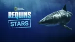 thumbnail - Requins stars