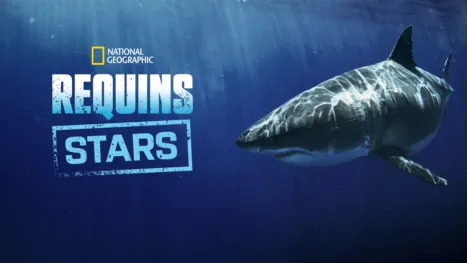 thumbnail - Requins stars