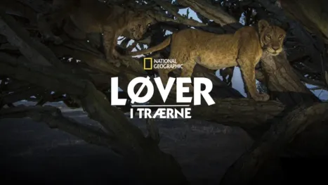 thumbnail - Løver i trærne