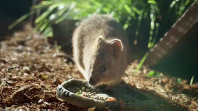 thumbnail - S5:E9 Little Penguin Rescue