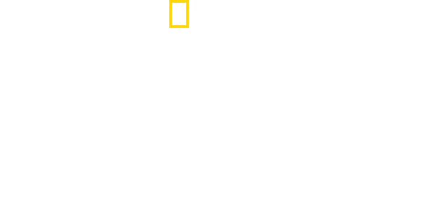 タイに生きるワイルドキャット