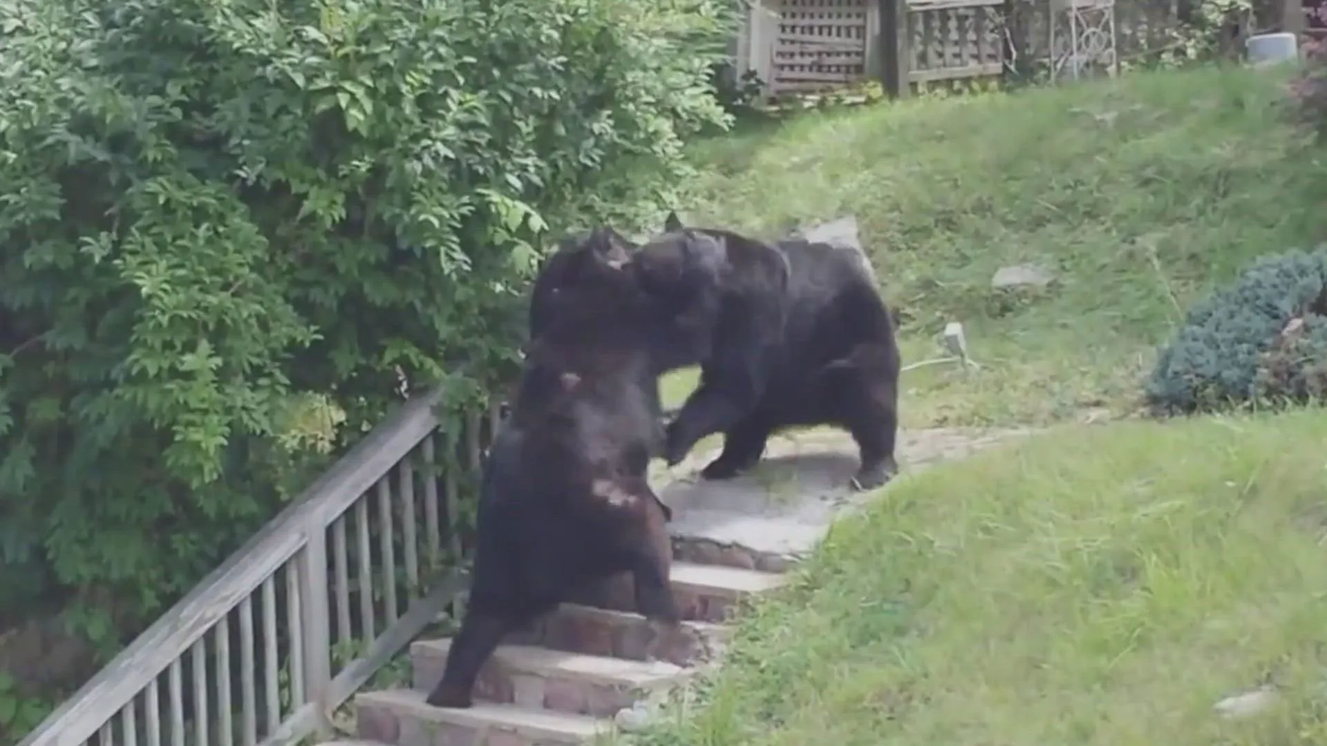thumbnail - S8:E97 Neighborhood Wars Top 10: Animal Behavior