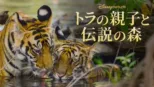 thumbnail - トラの親子と伝説の森