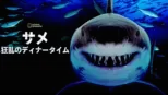 thumbnail - サメ：狂乱のディナータイム