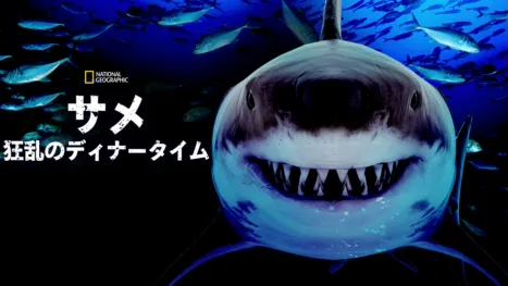 thumbnail - サメ：狂乱のディナータイム