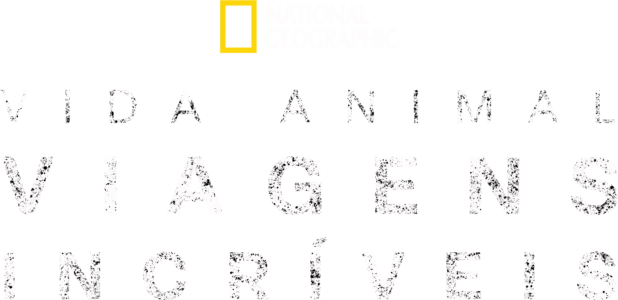 Viagens incríveis de animais