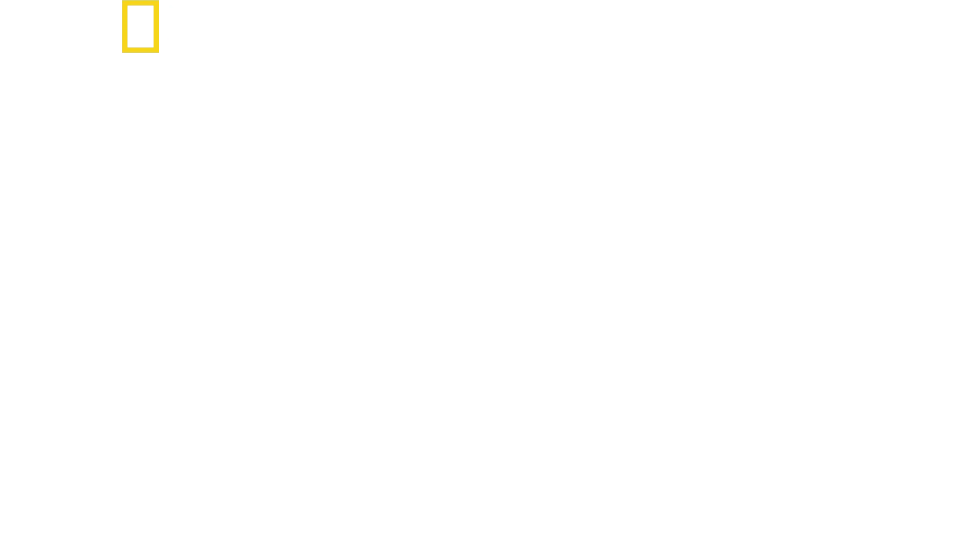 攝影師伯蒂與海豚零距離