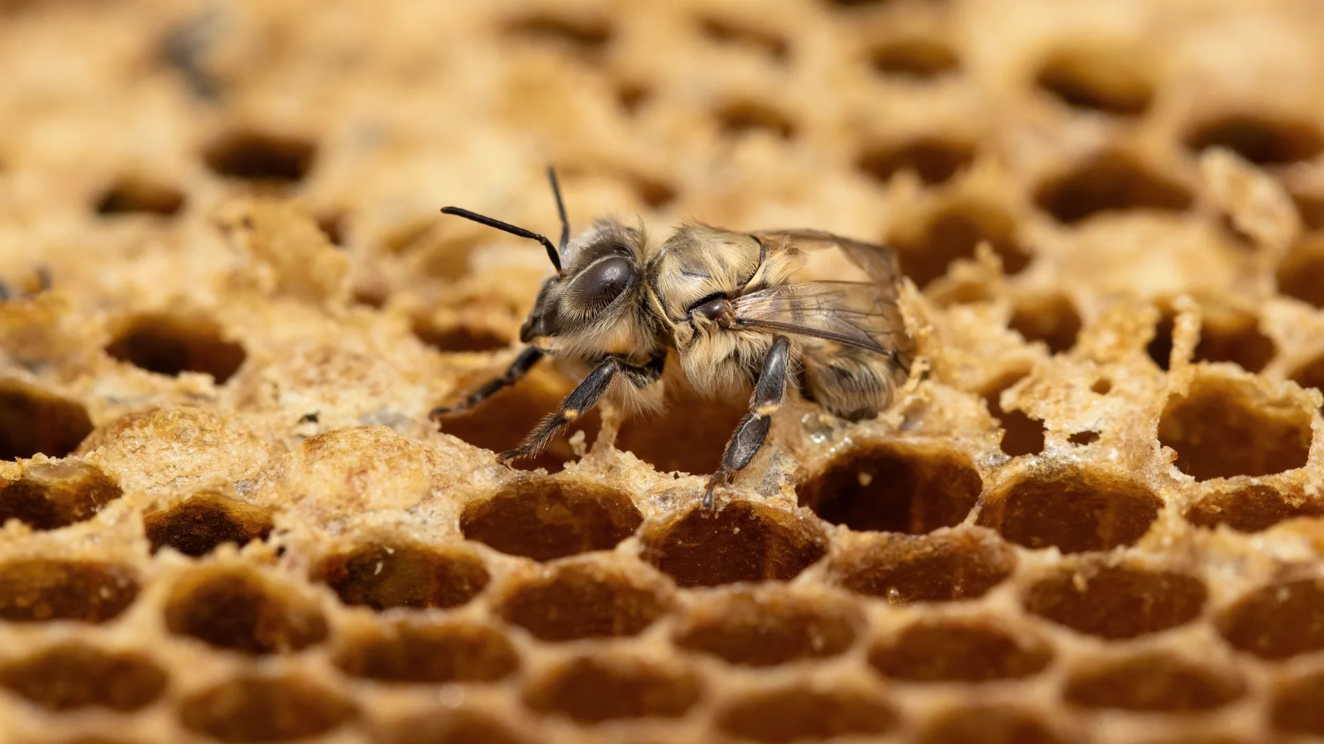 Close-up shot of a bee on some honeycomb.